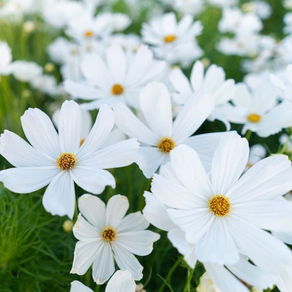 Cosmos White 6 Pack